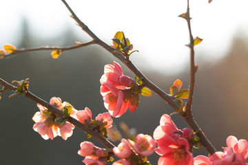 Pink spring tree flowers blossom in a the wild