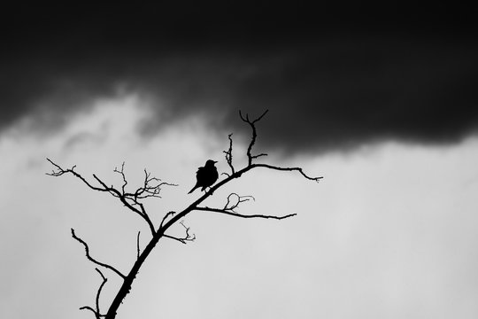 contraste de un zorzal patag&oacute;nico parado en las ramas de un arbol 