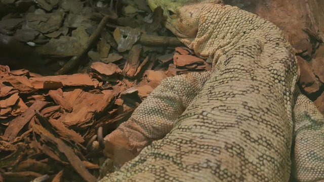 Varanus melinus or yellow spotted lizard
