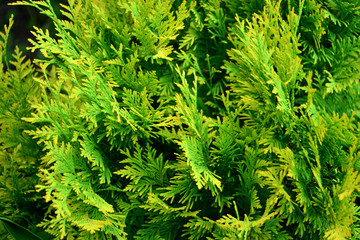 Green background of thuja branches