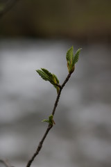Budding Branch