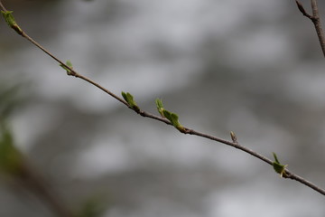 Budding Branch