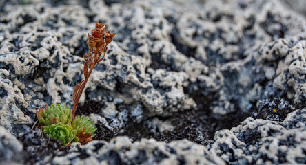 pequeña planta creciendo sobre coral