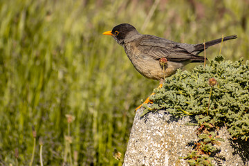 zorzal patagonico parado sobre roca (Turdus falcklandii)