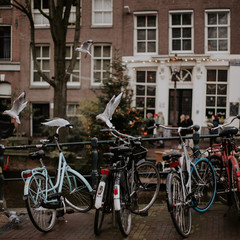 Fototapeta na wymiar Vélos & oiseaux à Amsterdam