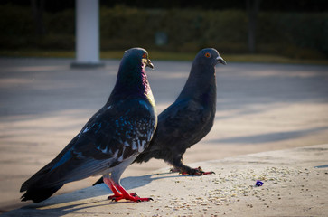 Palomas grises.