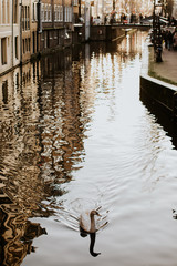 Fototapeta premium Cygne se baladant sur le canal