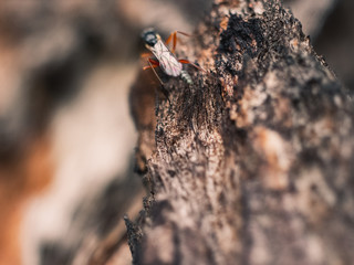 Insect on a tree