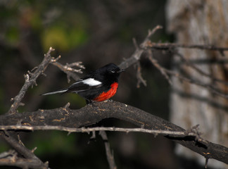 Painted Redstart