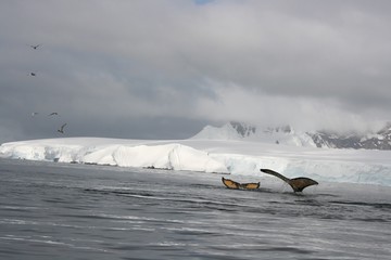 Double Humpback Whale tails in Antarctica