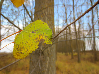 Obraz premium autumn leaves on tree