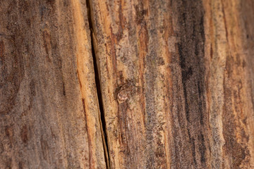 Beetle weevil Polydrusus tereticollis