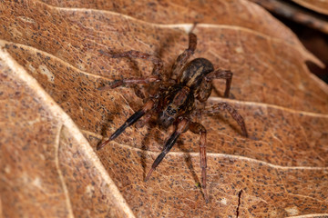 Spider Trochosa, Aranea 