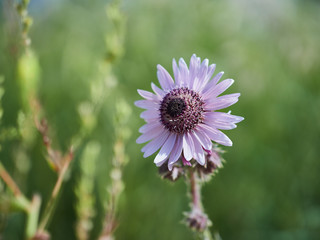 Obraz premium white flower