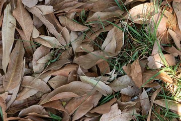 Dry leaves of the trees with a green twig.