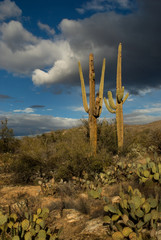 Saguaro January 2007-001