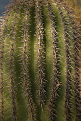 Cactus Spines-03