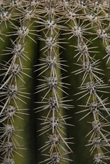 Cactus Spines-02