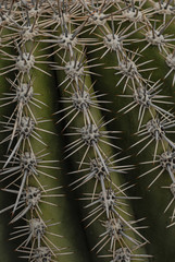 Cactus Spines-01