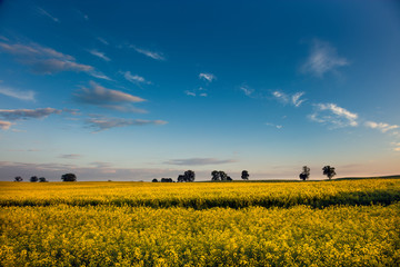 Rzepakowe Pola Warmii  © Wojciech Lisiński