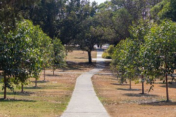 Walking path between a row of trees.