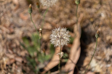 Dandelion flower in the park with very blurred background but with it in focused.