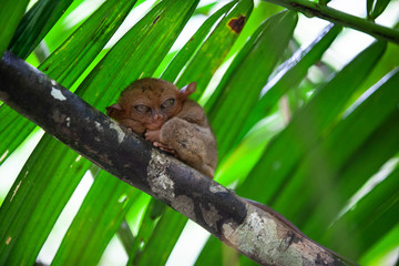 Tarsier (Tarsius Syrichta), the world's smallest primate in Bohol, Philippines
