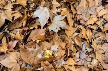 Manto de hojas secas