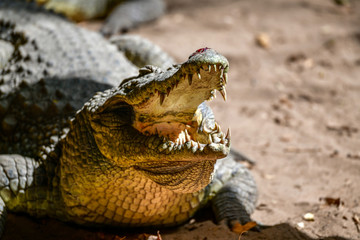 Gambia crocodile reserve