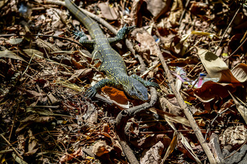 reptile large lizard in the jungle