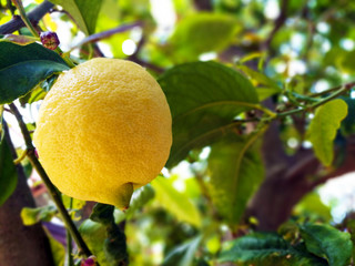 Lemon tree in the garden.