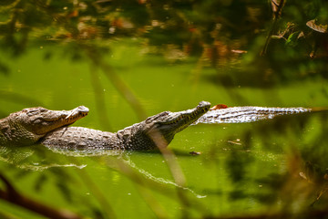 Gambia crocodile reserve