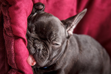 French bulldog
