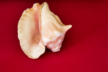 Prehispanic instrument of Mexico, Caracol Azteca