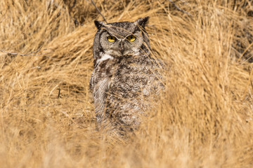 Great Horned Owl in the Grass