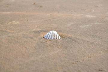 large shell on the beach