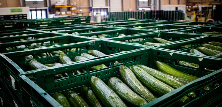 Gurken im Lager, Gem&uuml;se zum Essen