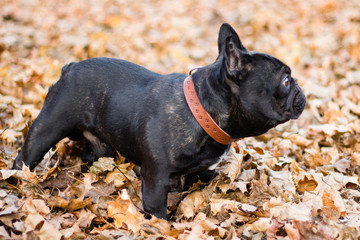 French bulldog