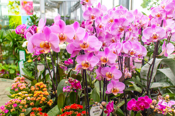 Baumarkt Blumen Frühling, Linien