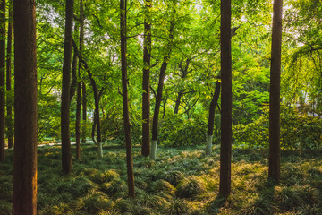 Woods in park near West Lake, Hangzhou, China