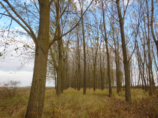 Fototapeta na wymiar trees in autumn