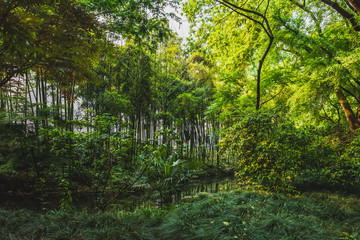 Woods in park near West Lake, Hangzhou, China