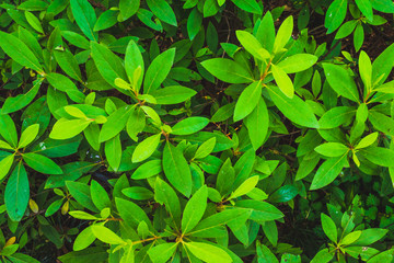 Background of large green leaves