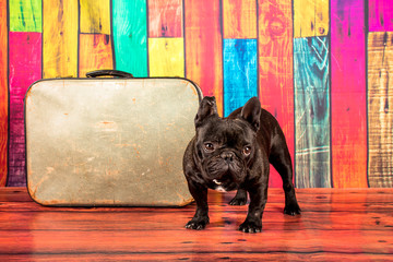 French bulldog