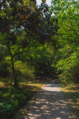 Fototapeta premium Path among woods in park near West Lake, Hangzhou, China
