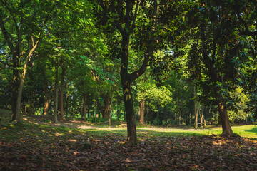 Fototapeta premium Woods in park near West Lake, Hangzhou, China