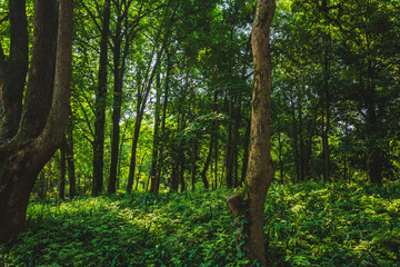 Obraz premium Woods in park near West Lake, Hangzhou, China
