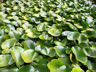 Obraz na płótnie Canvas Water lily leaves growing tight on water