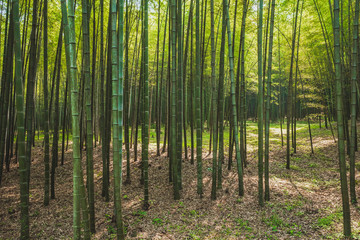 Bamboo forest in park near West Lake, Hangzhou, China
