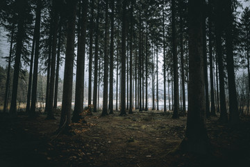 Wald Baum Dunkel Lichter Nadelbaum